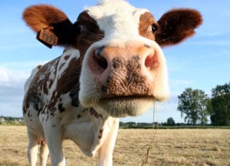 Diervriendelijk vlees