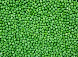 FRANSE DOPERWTJES – Toen erwtjes nog sjiek waren