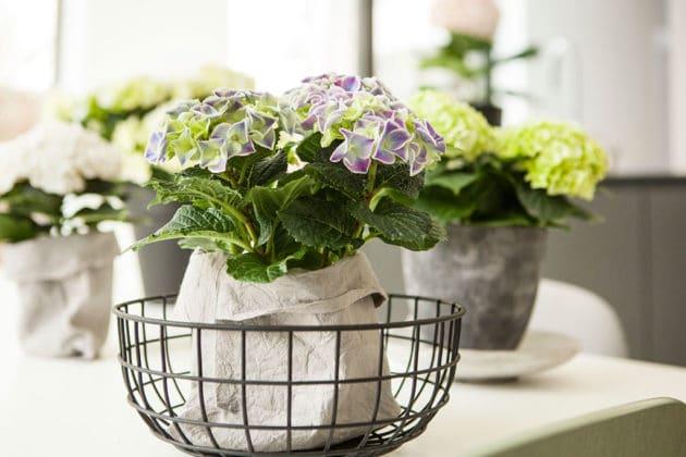 Gezond wonen met hortensia