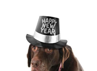 Vuurwerkangst wat te doen? Dierenkliniek Zuidplas - Vuurwerkangst wat te doen?