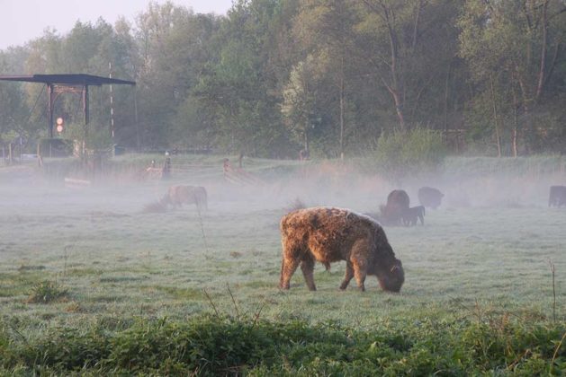 De Overhorn - Overnachten en vergaderen in de natuur