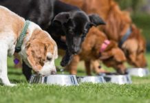 Platinum - 10 tips om het beste voedsel te kiezen voor je puppy