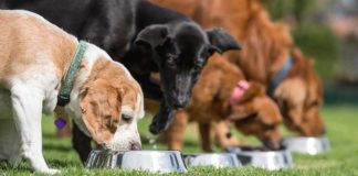 Platinum - 10 tips om het beste voedsel te kiezen voor je puppy