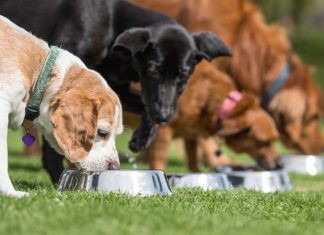 10 tips om het beste voedsel te kiezen voor je puppy Platinum - 10 tips om het beste voedsel te kiezen voor je puppy