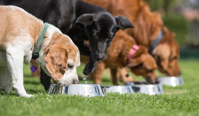 Platinum - 10 tips om het beste voedsel te kiezen voor je puppy