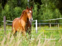 Equine Structural Chiropractic - Ruiter en paard optimaal in balans