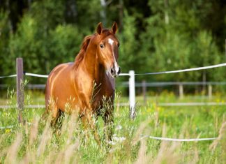 Ruiter en paard optimaal in balans Equine Structural Chiropractic - Ruiter en paard optimaal in balans