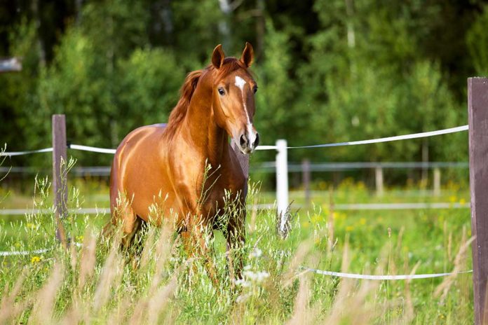 Equine Structural Chiropractic - Ruiter en paard optimaal in balans