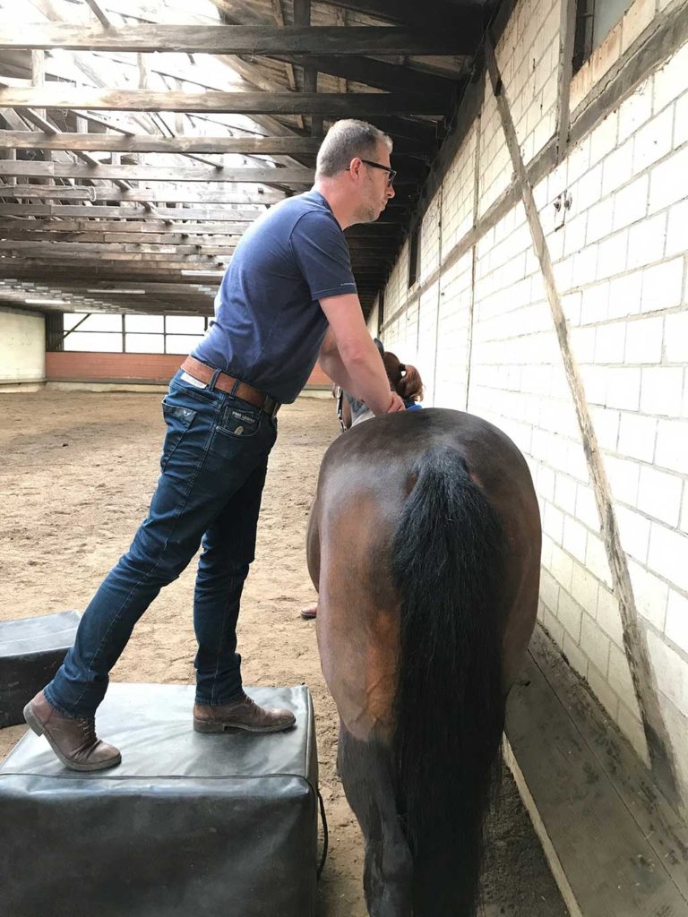 Equine Structural Chiropractic - Ruiter en paard optimaal in balans