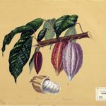 Coquinaria – Creatief met chocolade