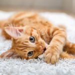 Dierenkliniek Nesselande – Fotografie iStockphoto