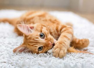 Beste Dierenarts van Zuid-Holland Dierenkliniek Nesselande - Fotografie iStockphoto