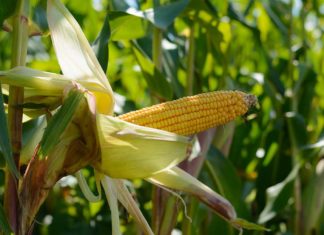 Ethanol: PROOST! Fintessa