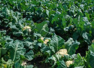 Lekker Italiaans eten in de 17de eeuw Coquinaria