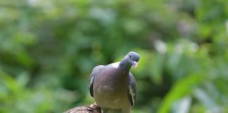 Coquinaria - Fotografie iStockphoto