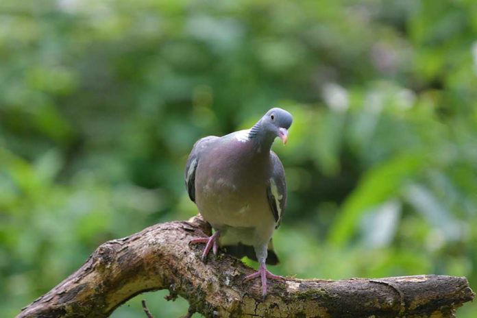 Coquinaria - Fotografie iStockphoto