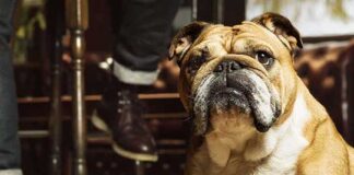 Bulldog Skin Care