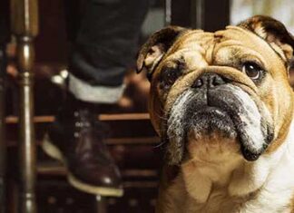 Verzorgd en gestyled de zomer in met BULLDOG Bulldog Skin Care