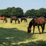Allurepark ‘t Eekhoornnest – Fotografie Nico Brons