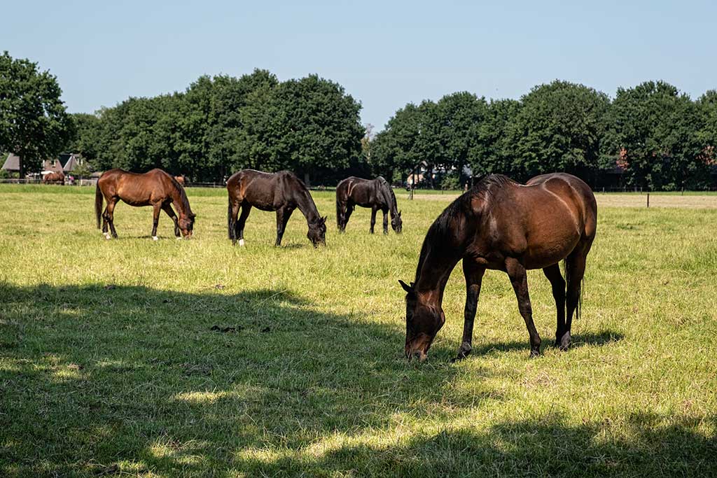 Allurepark ‘t Eekhoornnest - Fotografie Nico Brons