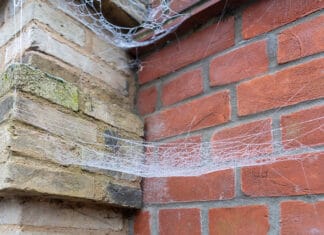 Spiderbuster Nederland - Fotografie iStockphoto