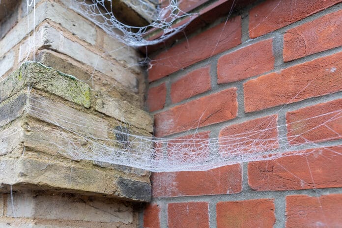 Spiderbuster Nederland - Fotografie iStockphoto