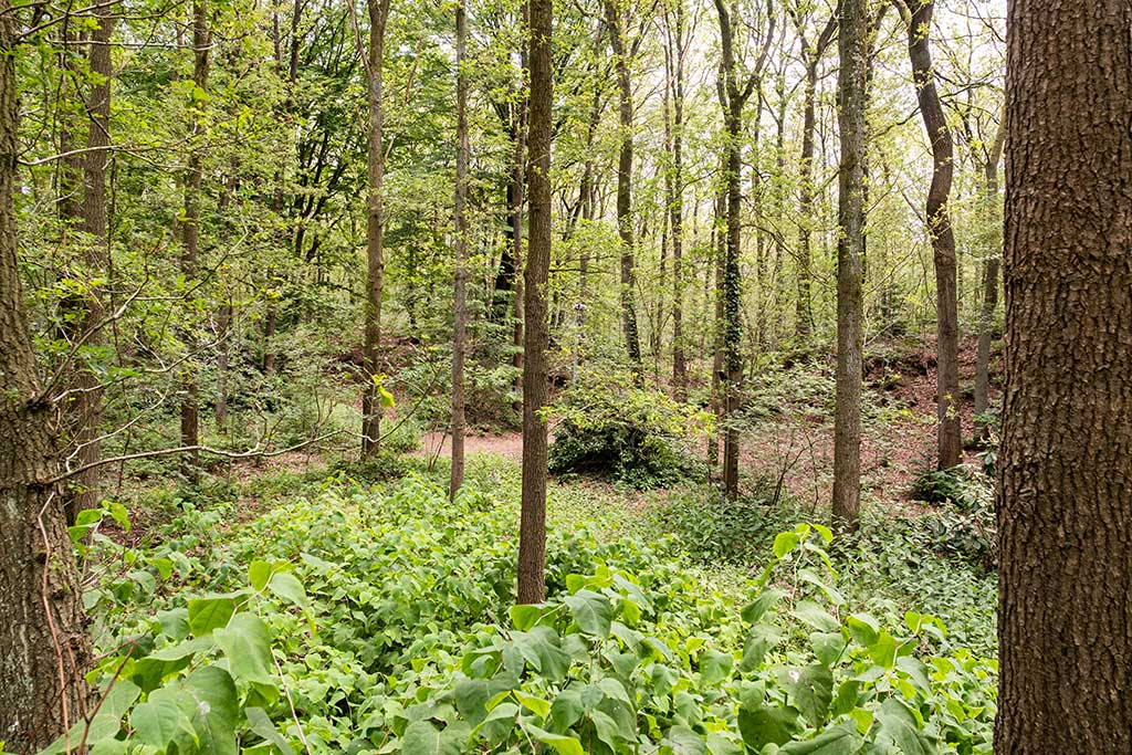 Bungalowpark ‘t Eekhoornnest - Fotografie: Nico Brons