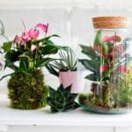Anthurium – Fotografie: breatheandbloom.info