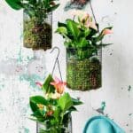 Anthurium – Fotografie: breatheandbloom.info