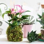 Anthurium – Fotografie: breatheandbloom.info