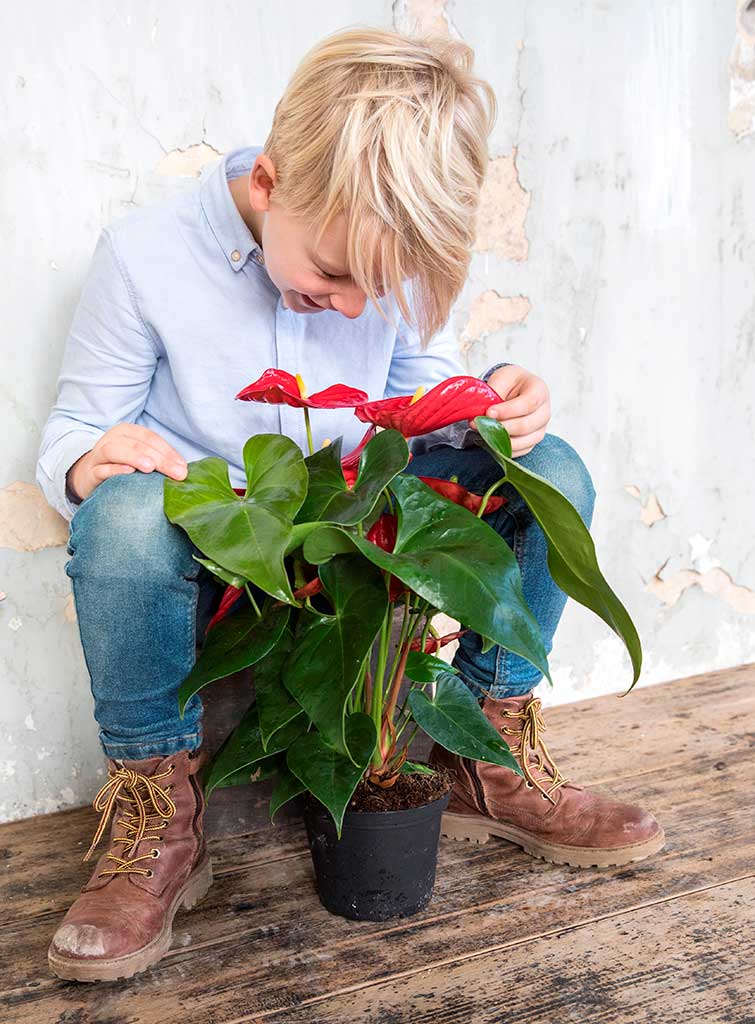 Anthurium - Fotografie: breatheandbloom.info