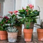 Anthurium – Fotografie: breatheandbloom.info