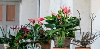 Anthurium - Fotografie: breatheandbloom.info