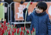 Nationale Tulpendag - Fotografie: TPN