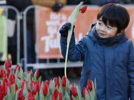 Nationale Tulpendag - Fotografie: TPN