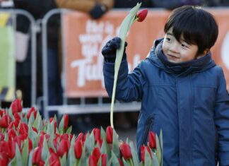 Nationale Tulpendag - Fotografie: TPN