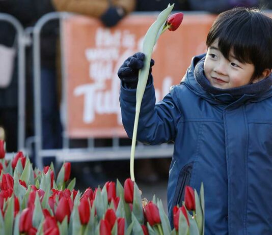 Nationale Tulpendag - Fotografie: TPN