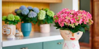 Kleurrijk feestje met hortensia - Fotografie: Hydrangeaworld.com
