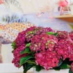 Kleurrijk feestje met hortensia – Fotografie: Hydrangeaworld.com