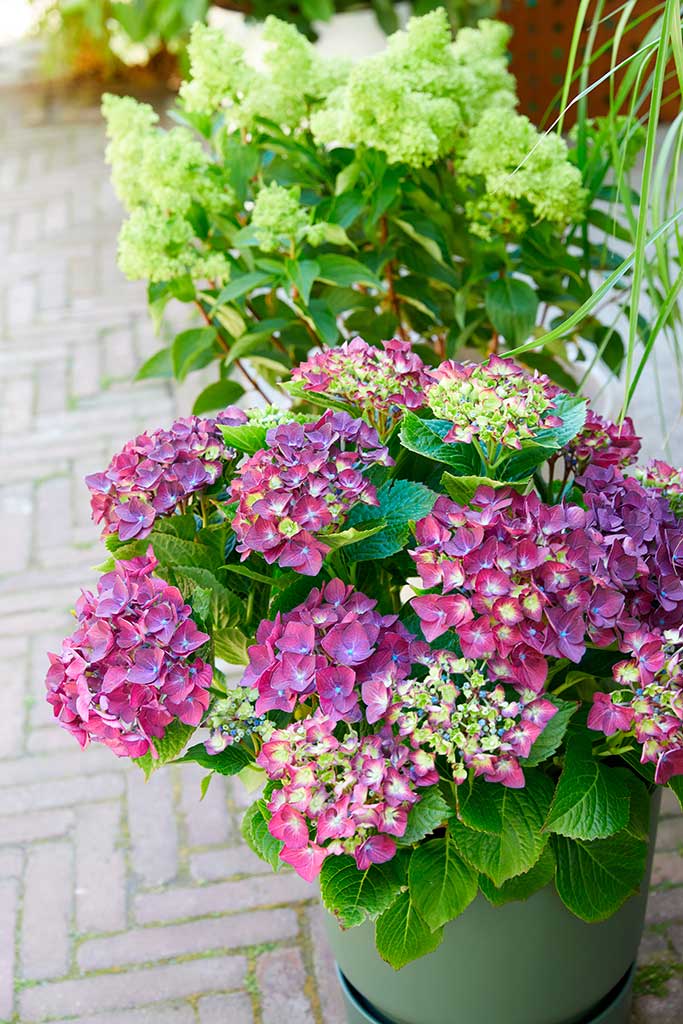 Kleurrijk feestje met hortensia - Fotografie: Hydrangeaworld.com