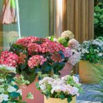 Kleurrijk feestje met hortensia – Fotografie: Hydrangeaworld.com