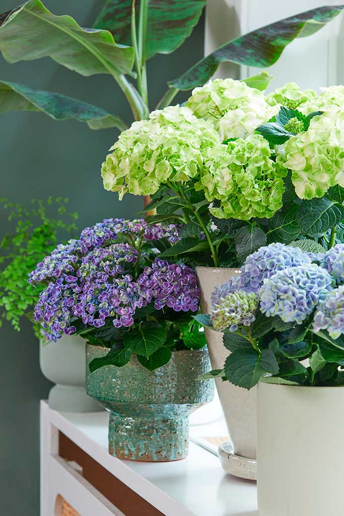 Kleurrijk feestje met hortensia - Fotografie: Hydrangeaworld.com